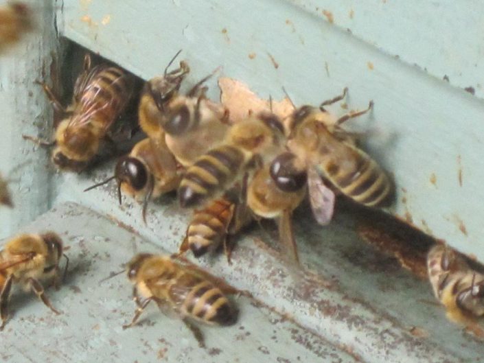 Buckfast Bienen