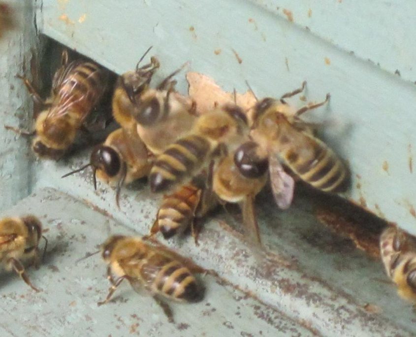 Buckfast Bienen